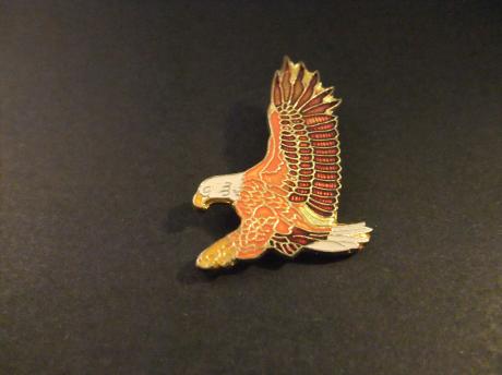 Arend (adelaar) jachtvogel, logo Harley-Davidson
